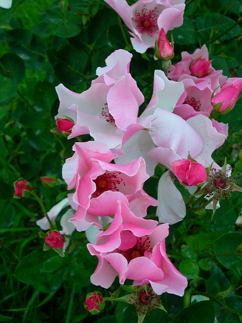 Rose Photo