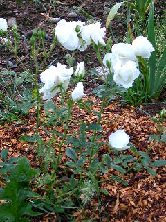 Rose Photo