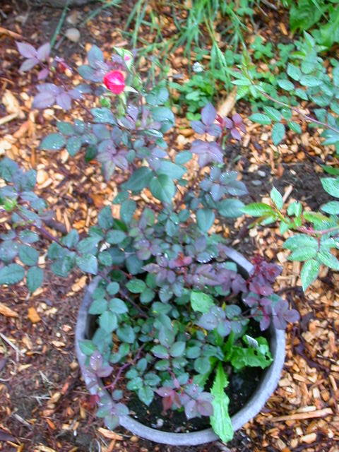 Rose Photo
