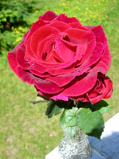 Rose Photo