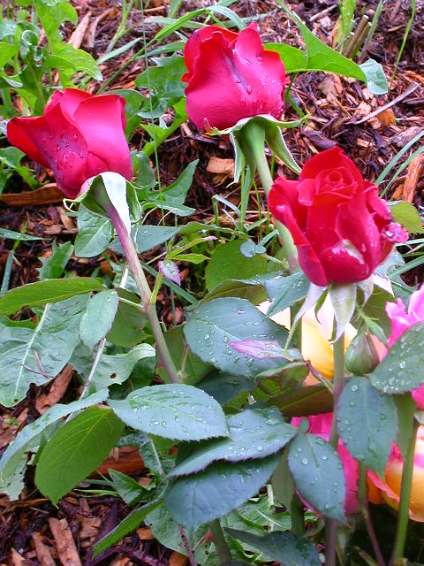 Rose Photo